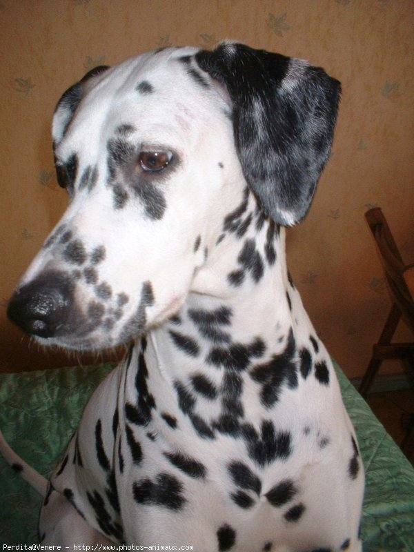 Photo de Dalmatien