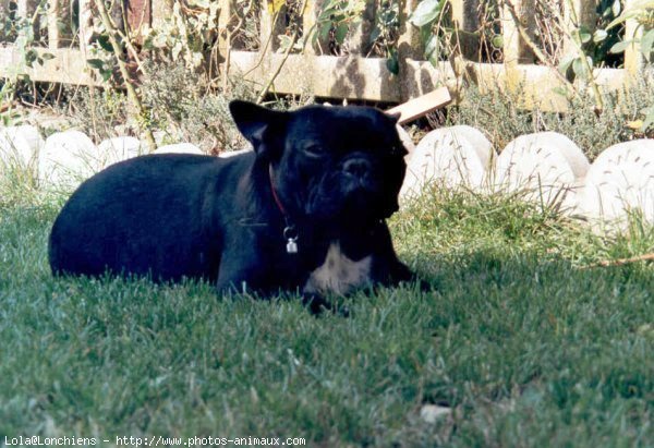 Photo de Bouledogue franais