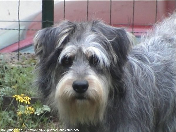 Photo de Bearded collie