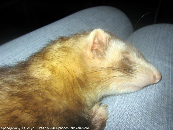 Photo de Furet