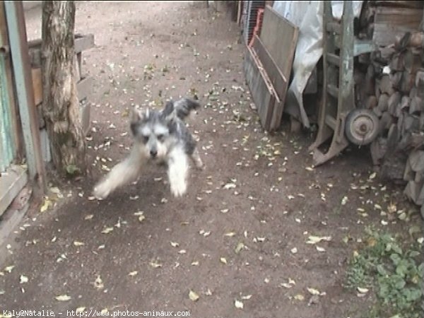 Photo de Bearded collie