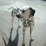 Photo de Dalmatien