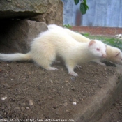 Photo de Furet