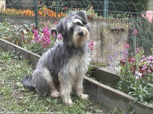 Photo de Bearded collie