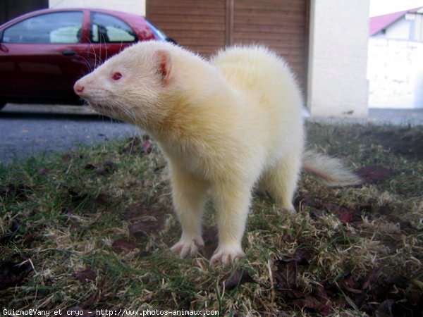 Photo de Furet