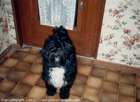 Photo de Terrier tibetain