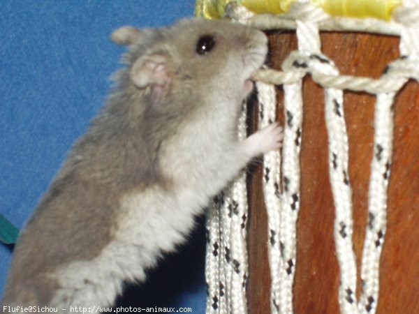 Photo de Hamster