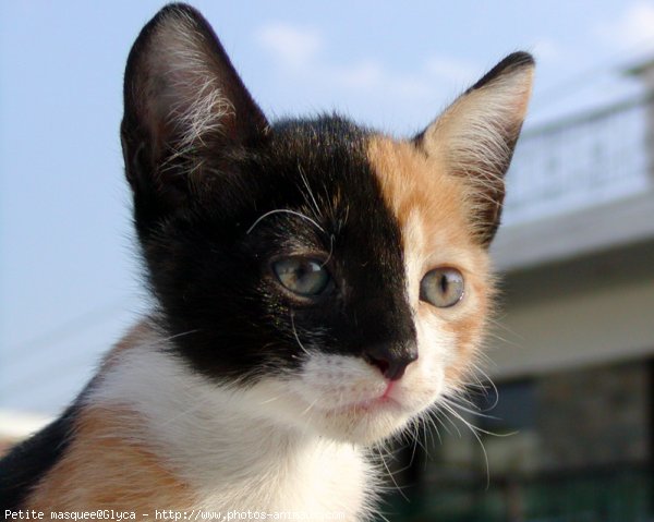 Photo de Chat domestique