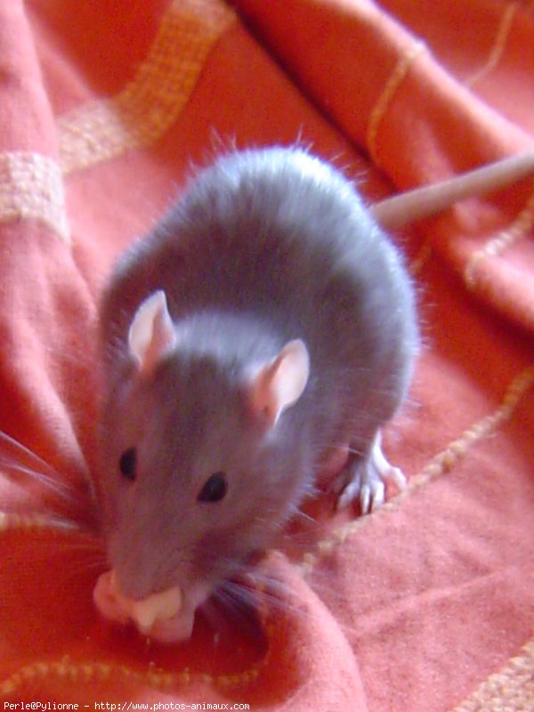 Photo de Rat