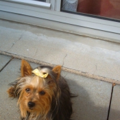 Photo de Yorkshire terrier