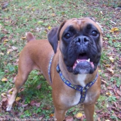 Photo de Boxer