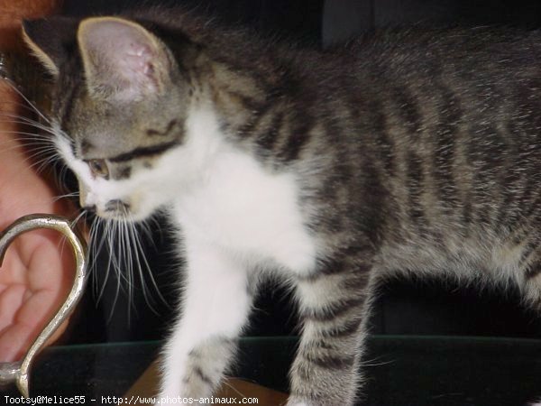 Photo de Chat domestique