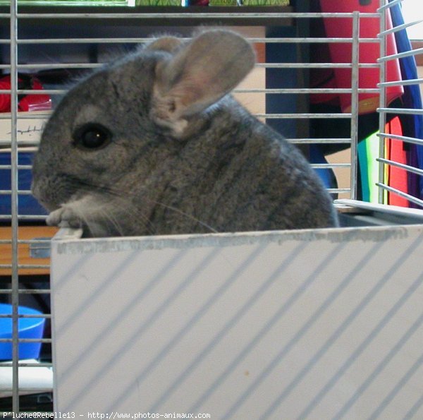 Photo de Chinchilla