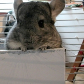 Photo de Chinchilla