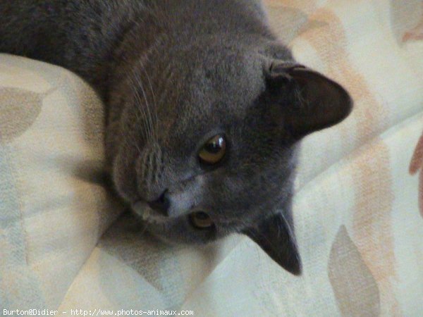 Photo de Chartreux