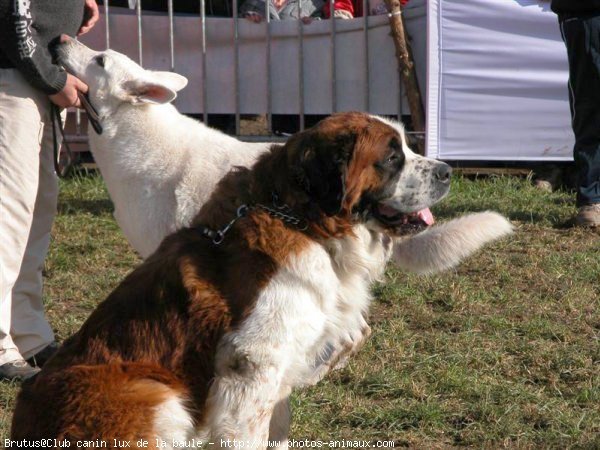 Photo de Saint-bernard poil long