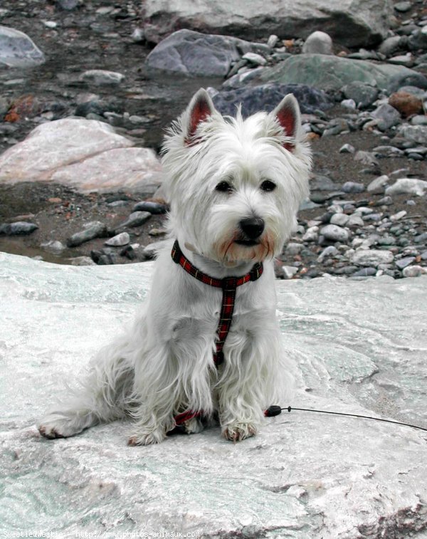 Photo de West highland white terrier