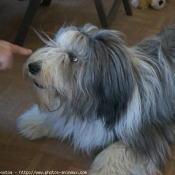 Photo de Bearded collie