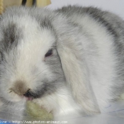 Photo de Lapin