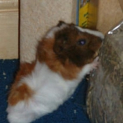 Photo de Hamster