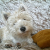 Photo de West highland white terrier