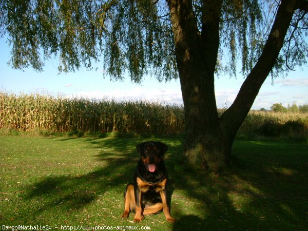 Photo de Rottweiler