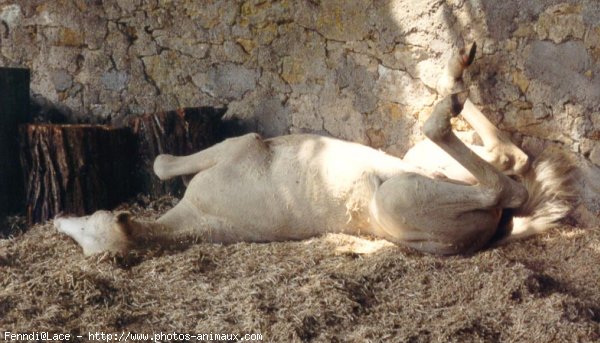 Photo de Palomino