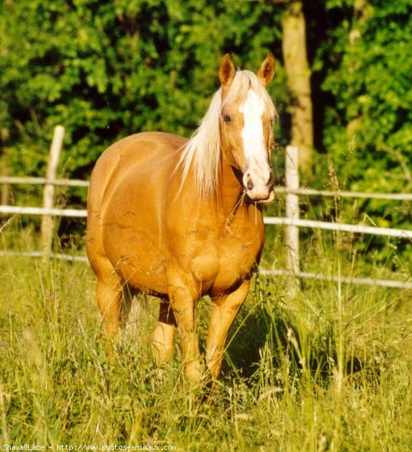 Photo de Palomino