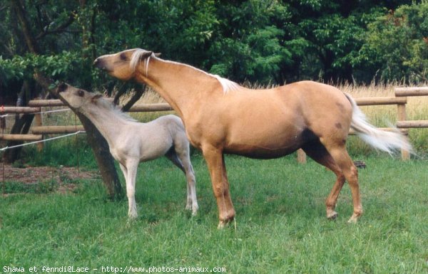 Photo de Palomino