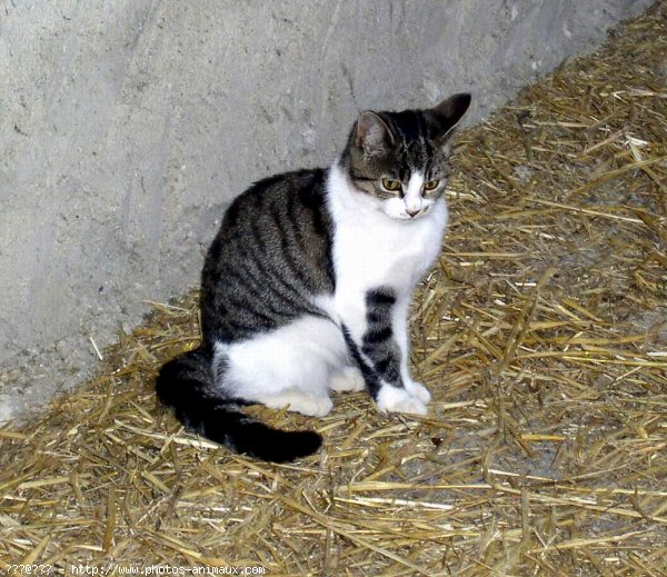 Photo de Chat domestique