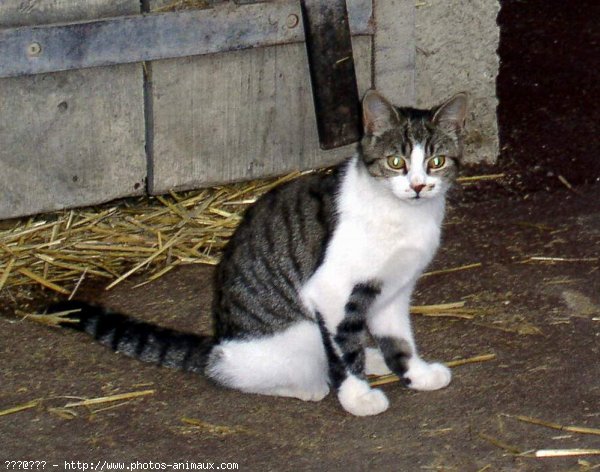 Photo de Chat domestique