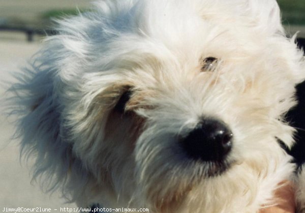 Photo de Coton de tulear