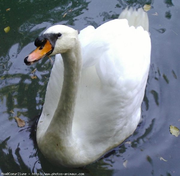 Photo de Cygne