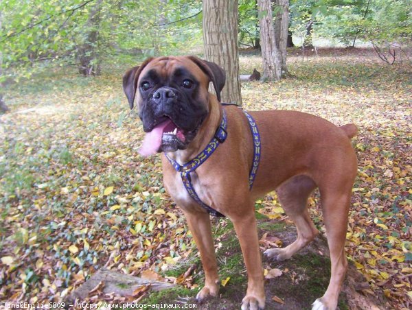 Photo de Boxer