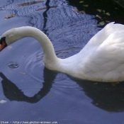 Photo de Cygne