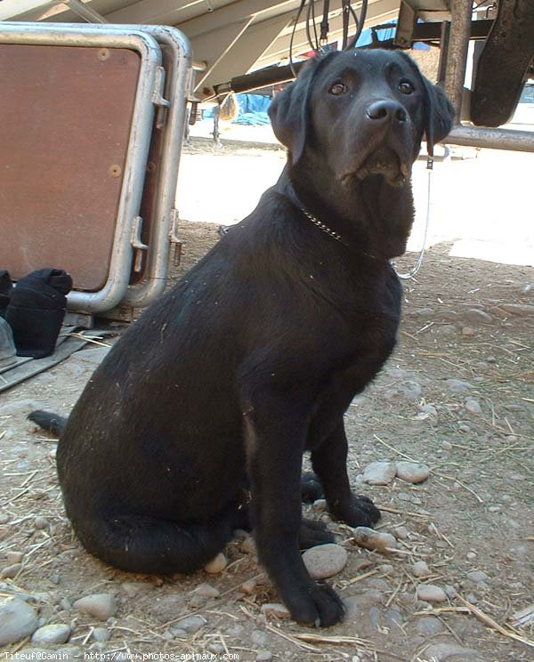 Photo de Labrador retriever