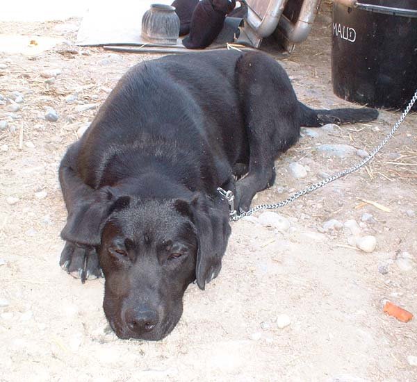 Photo de Labrador retriever