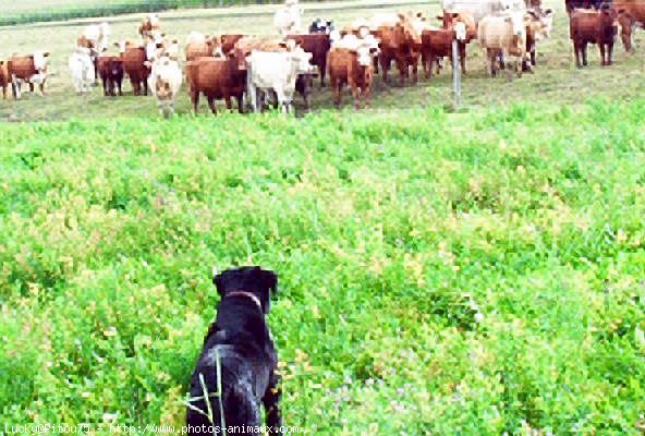 Photo de Labrador retriever