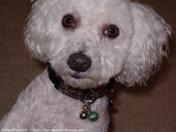 Photo de Bichon  poil fris