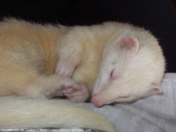 Photo de Furet