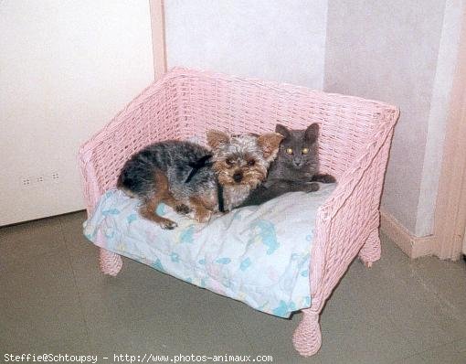 Photo de Yorkshire terrier