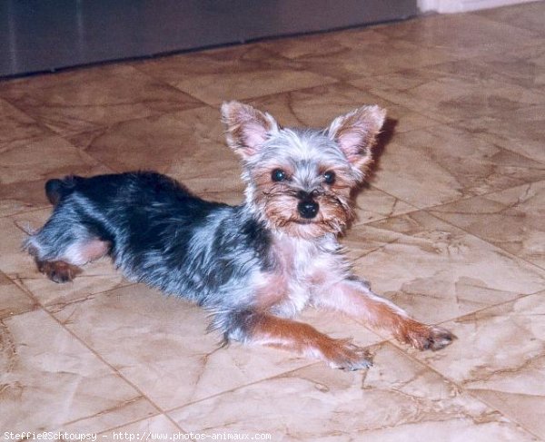 Photo de Yorkshire terrier