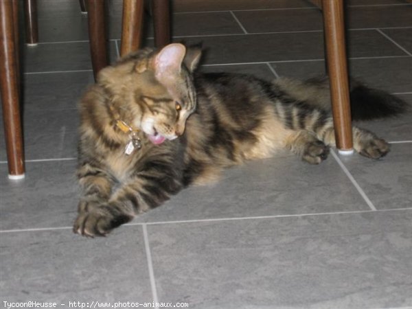 Photo de Maine coon