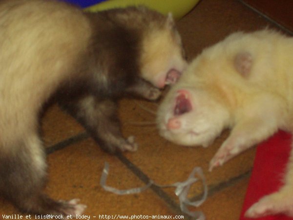 Photo de Furet