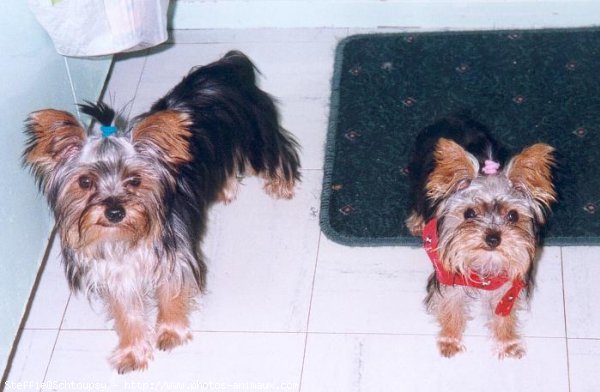 Photo de Yorkshire terrier