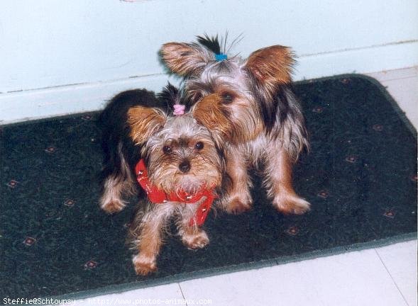 Photo de Yorkshire terrier