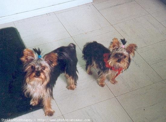 Photo de Yorkshire terrier