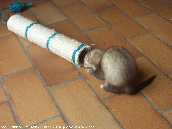 Photo de Furet