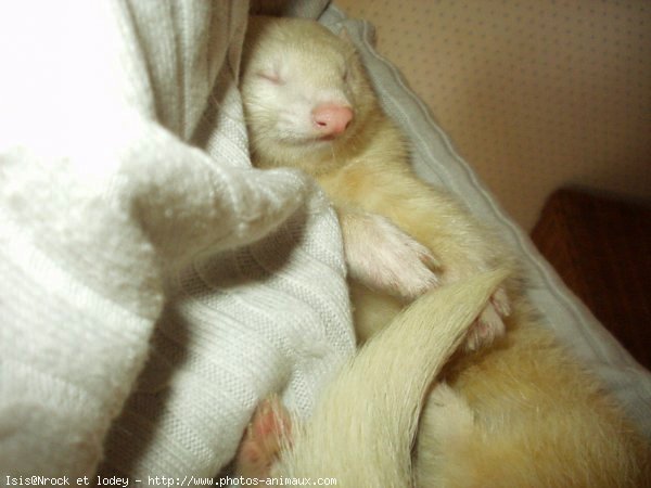 Photo de Furet