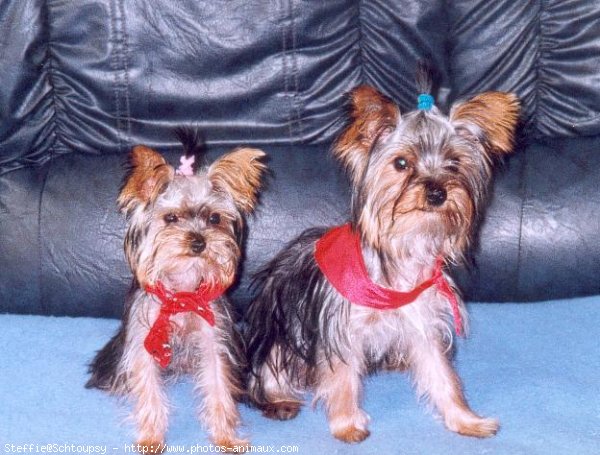 Photo de Yorkshire terrier